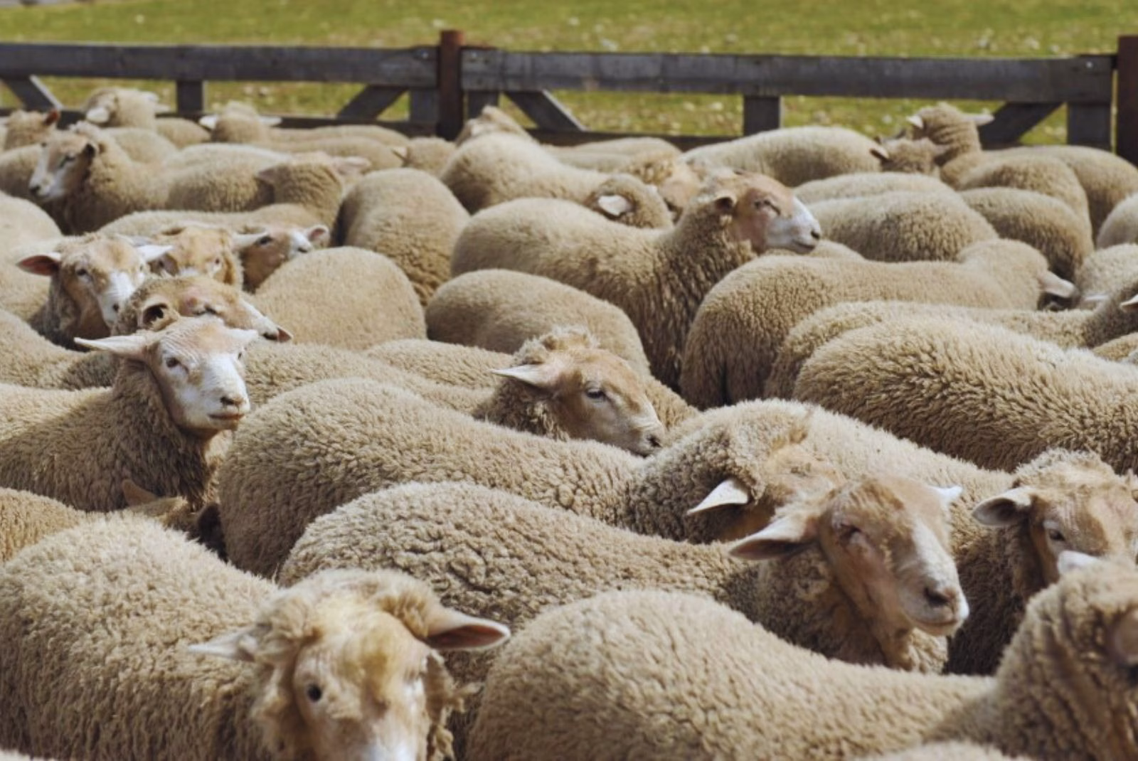 Desarrollan un aislante térmico y acústico elaborado a partir de lana ovina