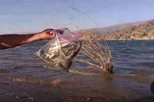 Denuncian mortandad de peces en Cuesta del Viento