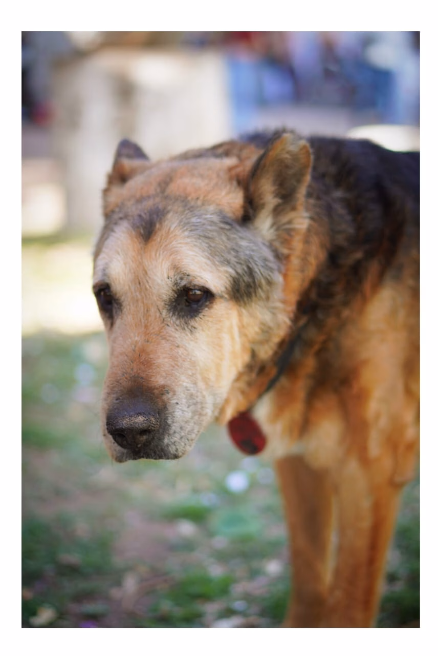 Piden colaboración por el estado de salud de Osito Cabezón