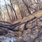 Un estudio comprobó que los incendios forestales alteran la calidad del agua en la Patagonia