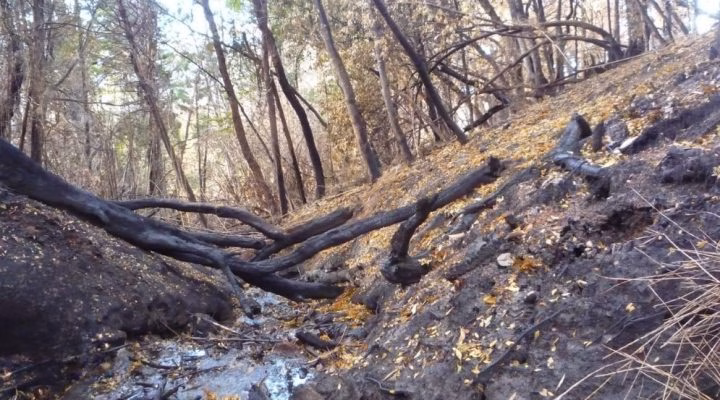 Un estudio comprobó que los incendios forestales alteran la calidad del agua en la Patagonia - imagen destacada